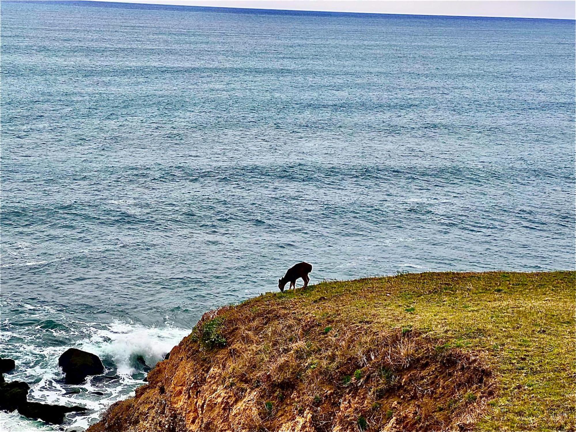 Inn Of The Lost Coast Shelter Cove Buitenkant foto